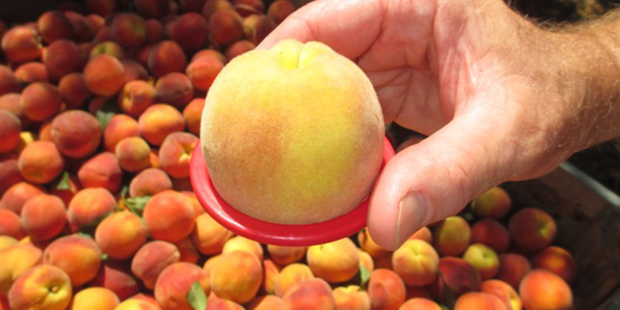 National Peach Month!